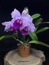 Cattleya warscewiczii 'Gigante do Cuete' от AWZ.